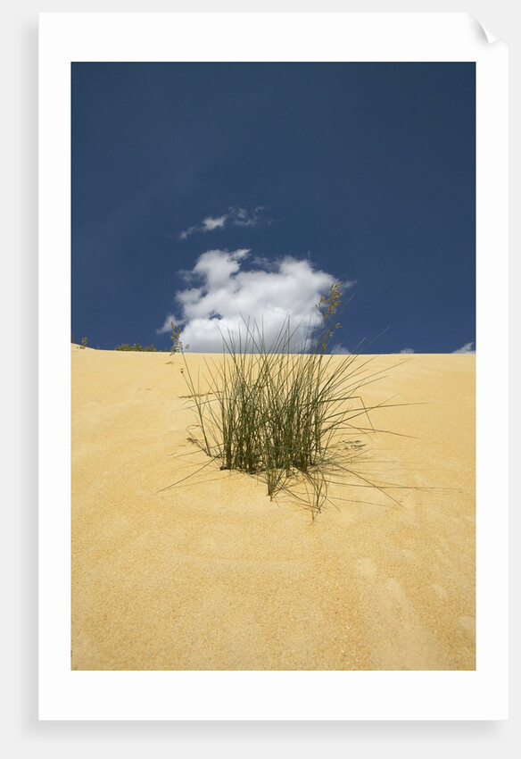 View of plants growing in sand dune by Anonymous