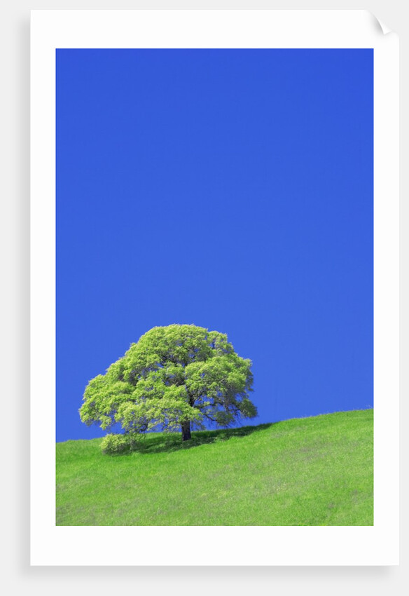 Tree and Meadow by Anonymous
