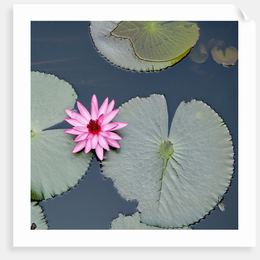Water Lily on Hoan Kiem Lake, Hanoi, Vietnam by Anonymous