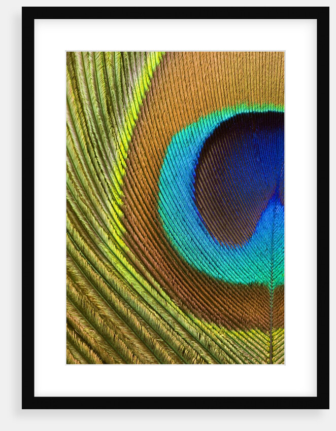 Peacock Feather by Anonymous
