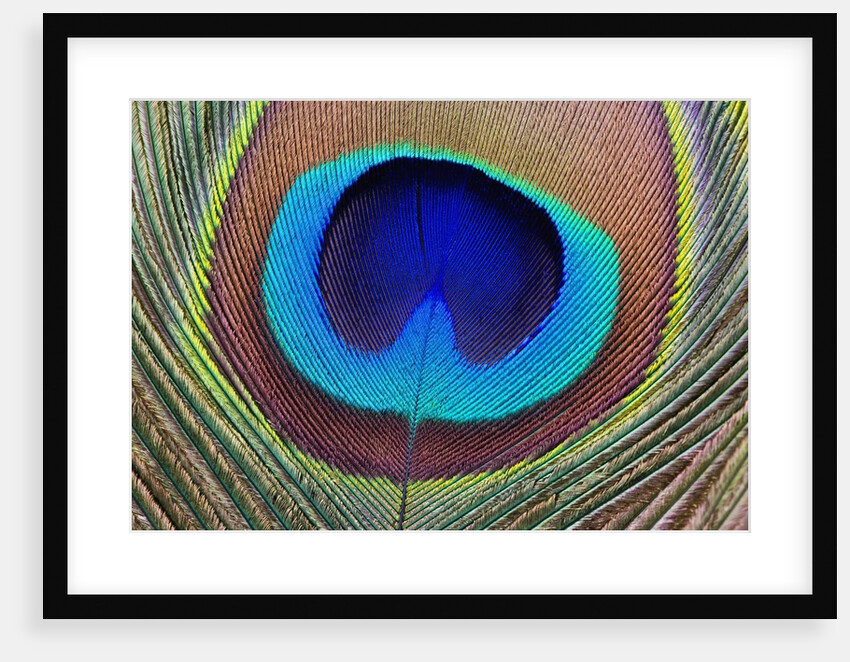 Peacock Feather by Anonymous