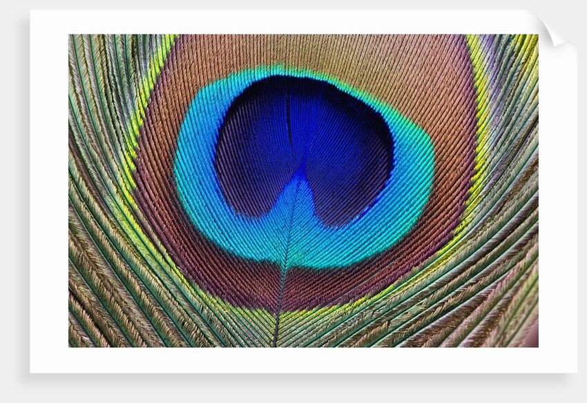 Peacock Feather by Anonymous