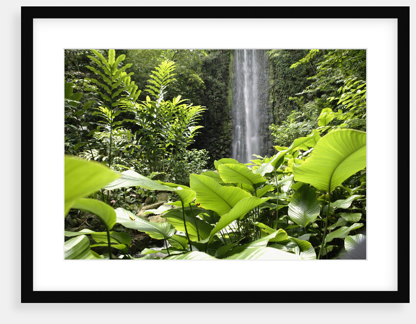 Waterfall in Rain Forest, Jurong Bird Park, Singapore by Anonymous