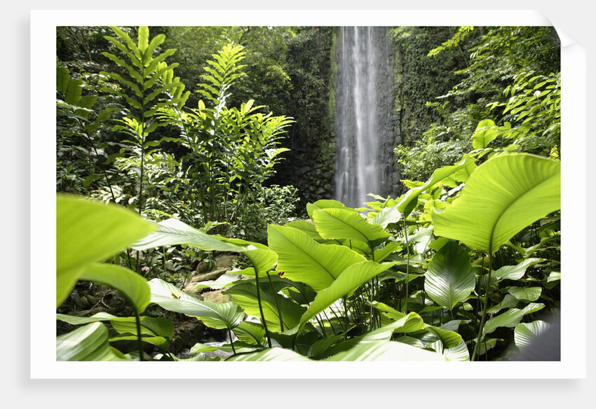 Waterfall in Rain Forest, Jurong Bird Park, Singapore by Anonymous