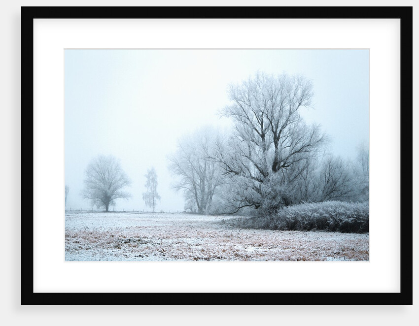 A meadow in winter by Anonymous