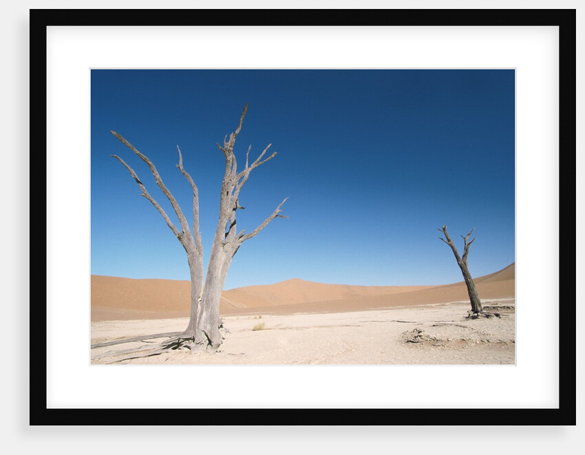 View of two dead trees in a desert by Anonymous