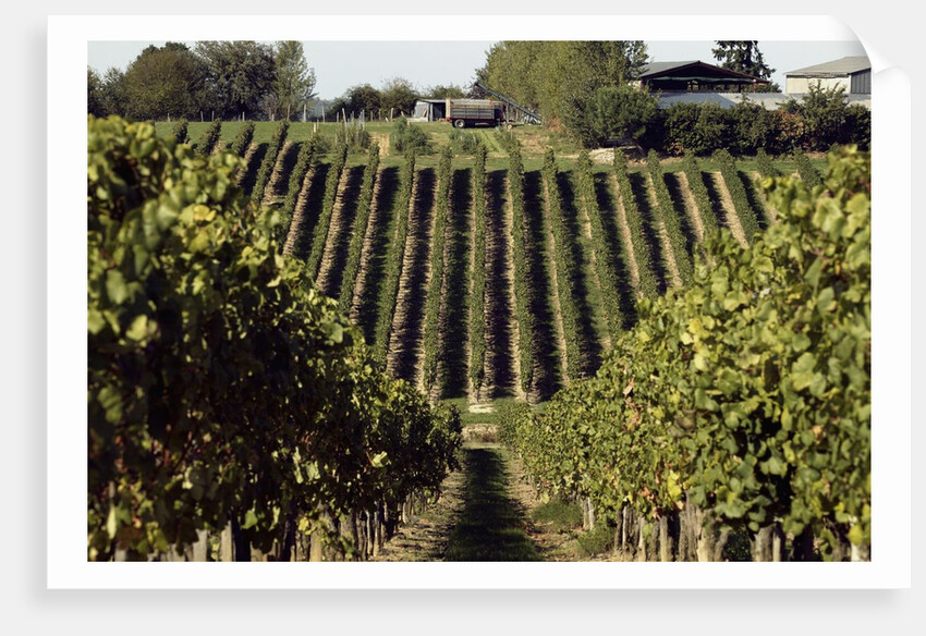 A vineyard in a rural setting by Anonymous