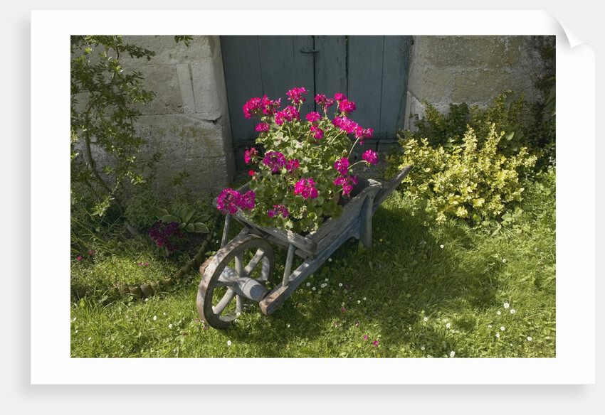 Pink Geraniums in a wheelbarrow by Anonymous