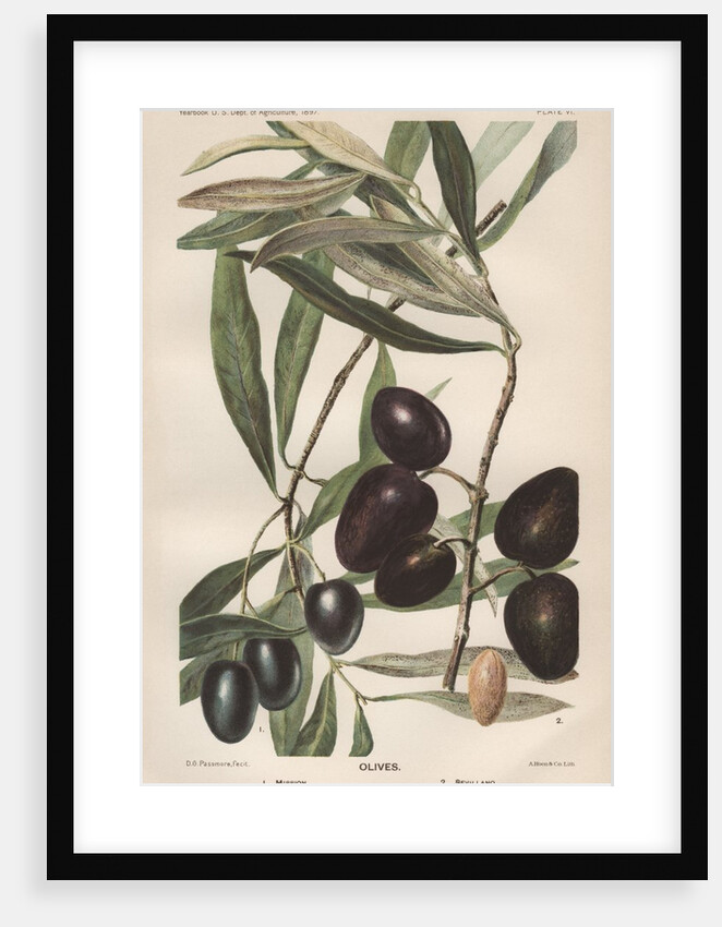 Lithograph of Olives by D.G. Passmore