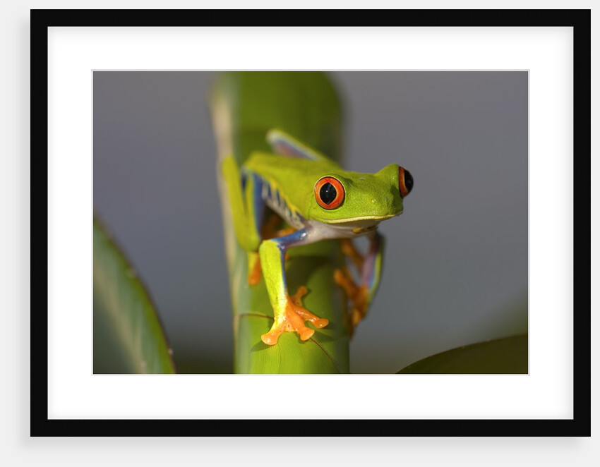 Red-Eyed Leaf Frog by Anonymous