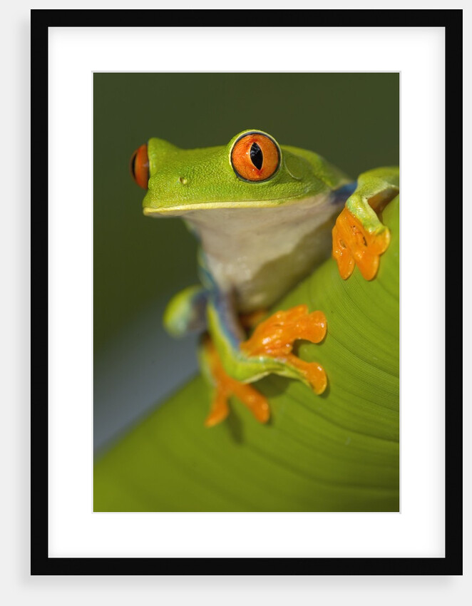 Red-Eyed Leaf Frog by Anonymous