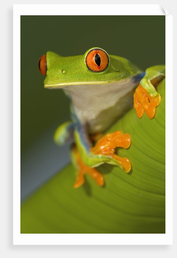 Red-Eyed Leaf Frog by Anonymous