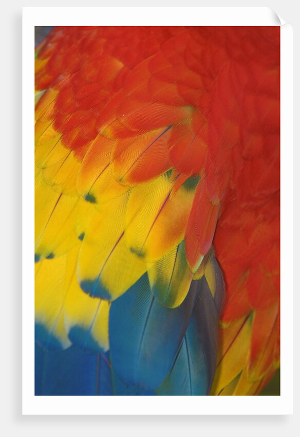 Scarlet Macaw Feathers by Anonymous