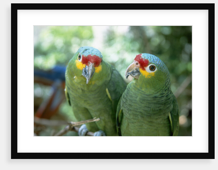 Red-Lored Amazon Parrots by Anonymous