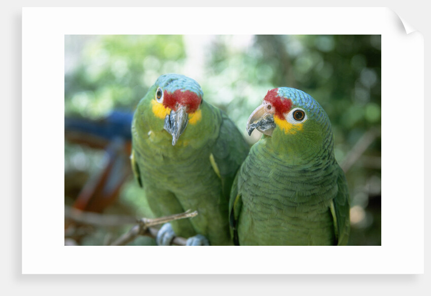Red-Lored Amazon Parrots by Anonymous