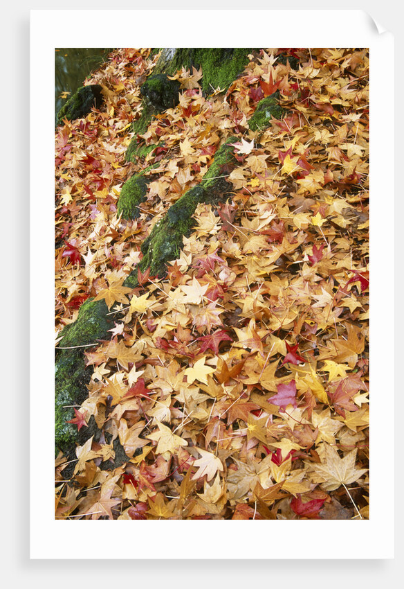 Leaves in Fall Color in Park by Anonymous