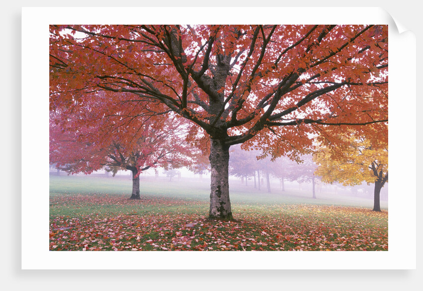 Fall Foliage in Fog by Anonymous