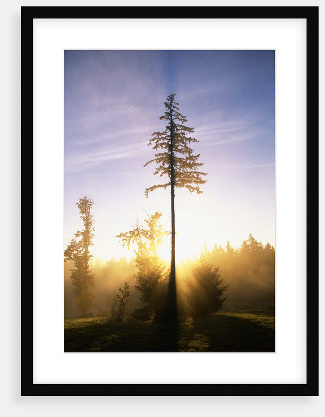 Fog at Sunrise by Anonymous