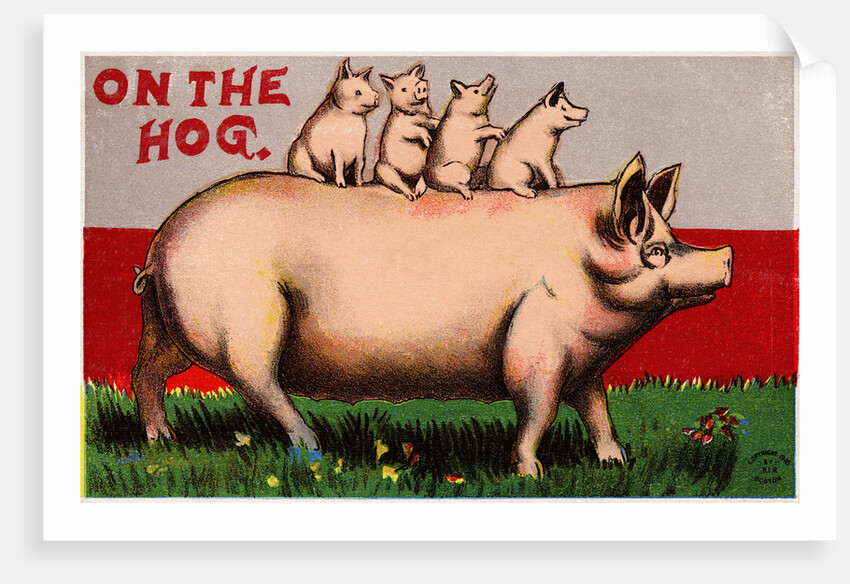 On the Hog Postcard by Anonymous