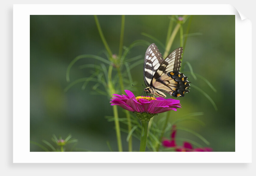 Swallowtail Butterflies on Cosmos Flower by Anonymous
