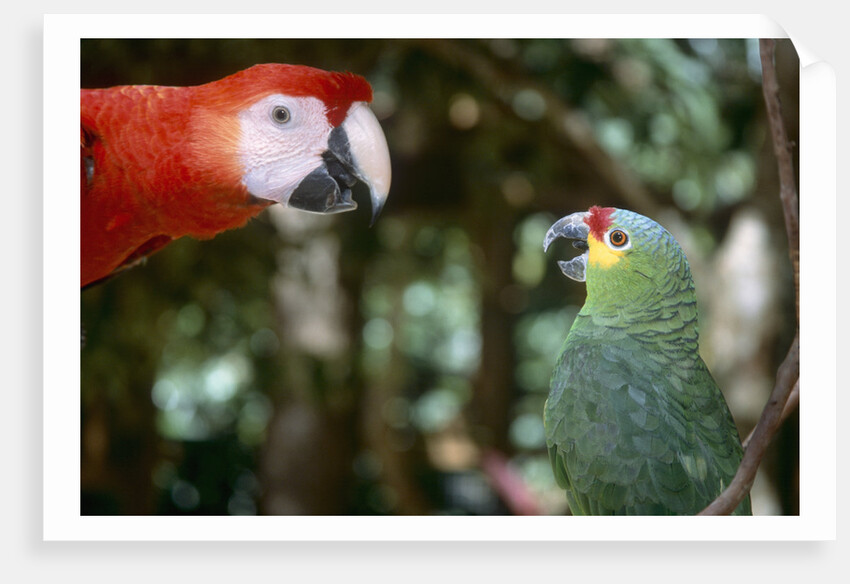 Scarlet Macaw and Red-Lored Amazon Parrot by Anonymous