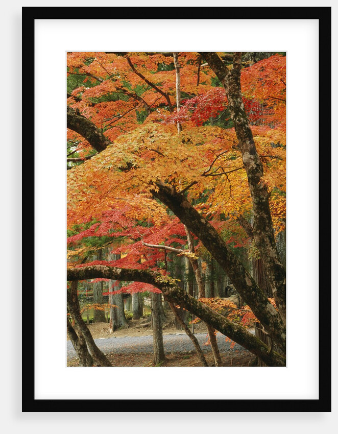 Autumn in Koya-san by Anonymous