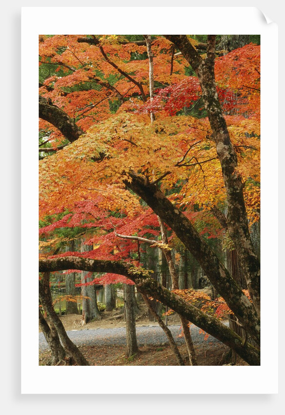 Autumn in Koya-san by Anonymous