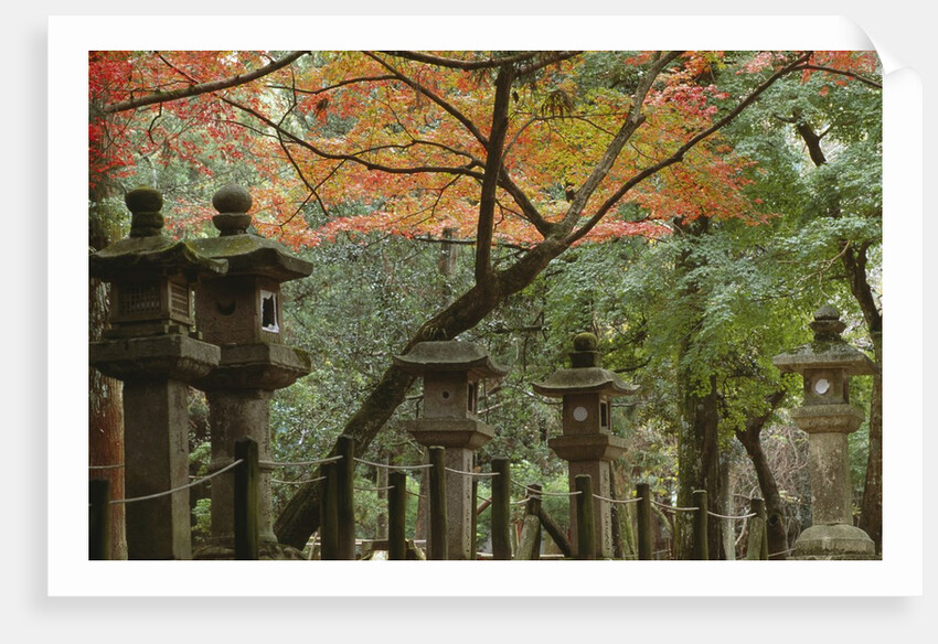 Lanterns at Kasuga Taishi Shine by Anonymous