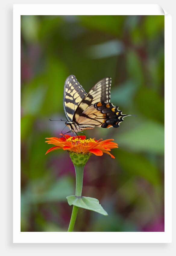 Swallowtail Butterfly by Anonymous
