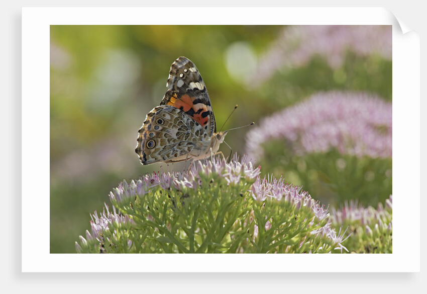 Painted Lady Butterfly by Anonymous