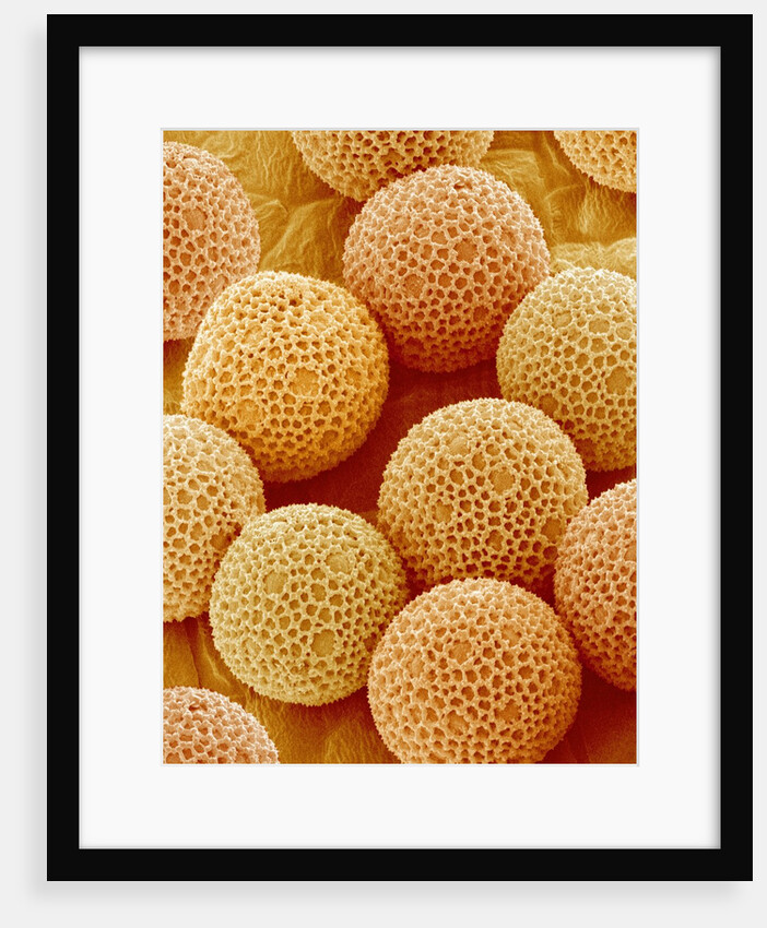 Paper Bush Pollen by Anonymous