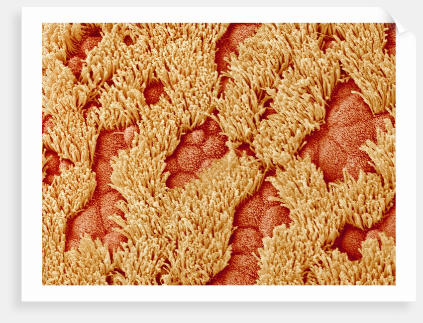 Trachea of a Rat by Anonymous