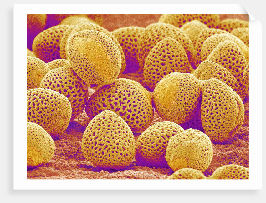 Lily Pollen by Anonymous