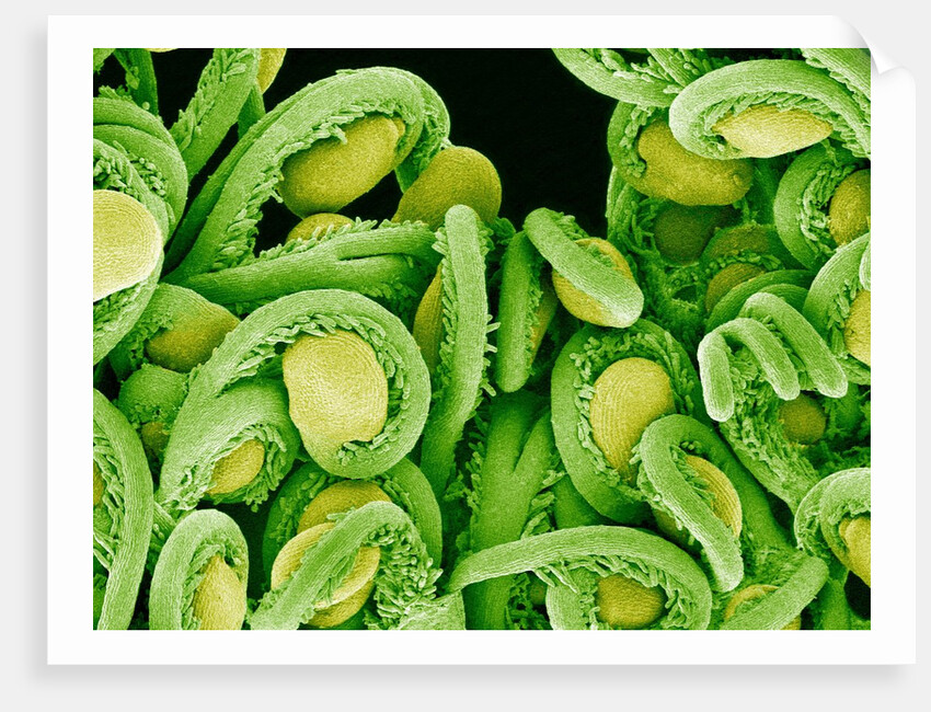 Seed Heads of an Epiphyllum Cactus by Anonymous