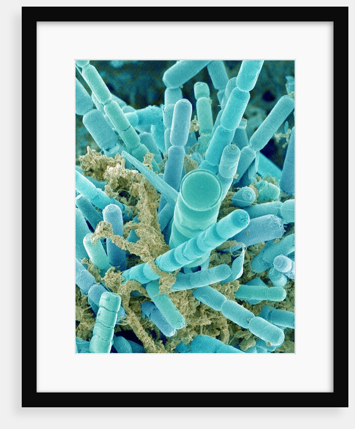 Sea Diatom by Anonymous