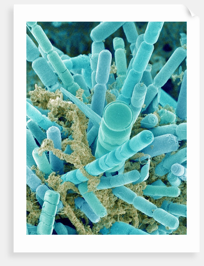 Sea Diatom by Anonymous
