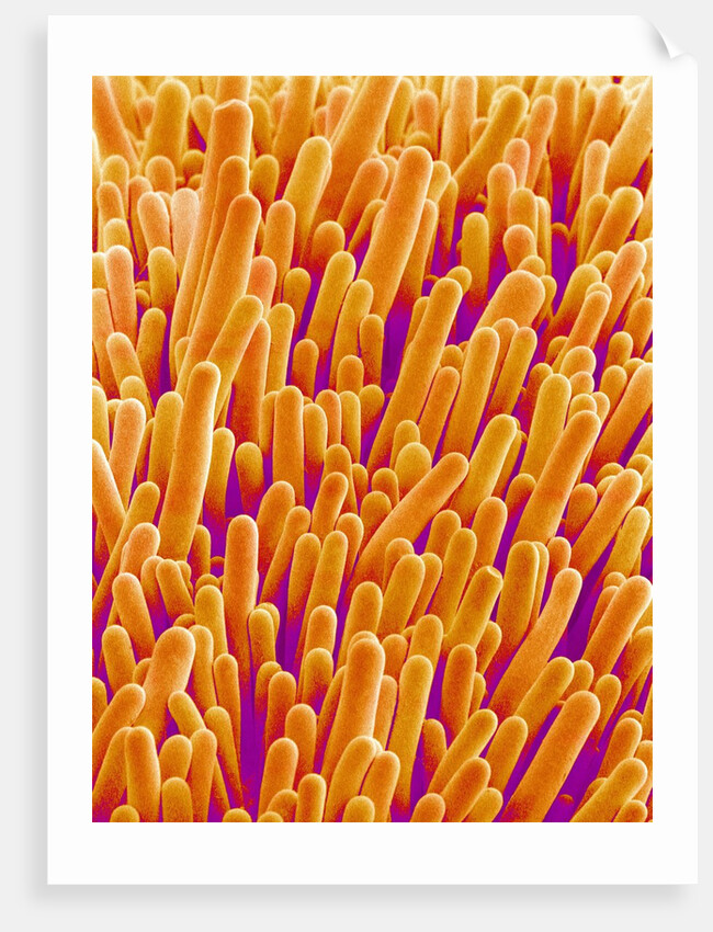 Outer Cells on Petal of Cymbidium Plant by Anonymous