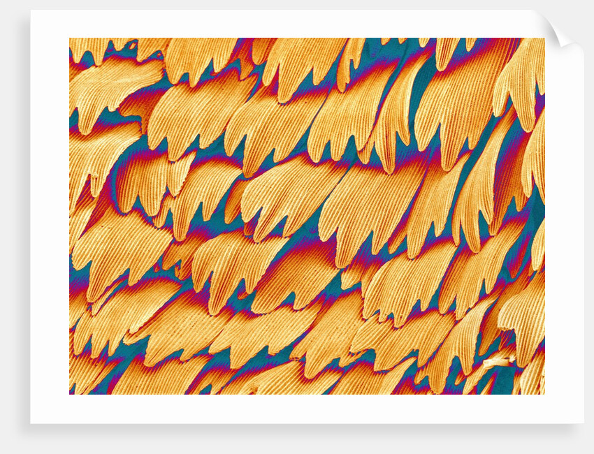 Scales of a Swallowtail Butterfly by Anonymous