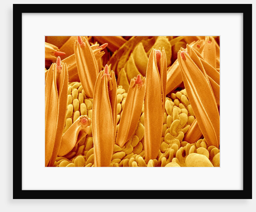 Proboscis Tip of a Swallowtail Butterfly by Anonymous