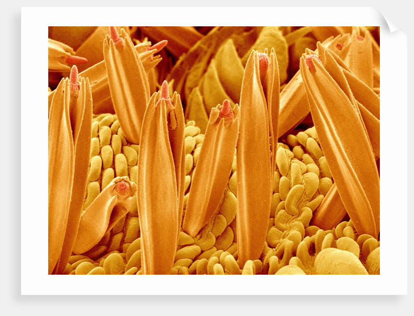Proboscis Tip of a Swallowtail Butterfly by Anonymous