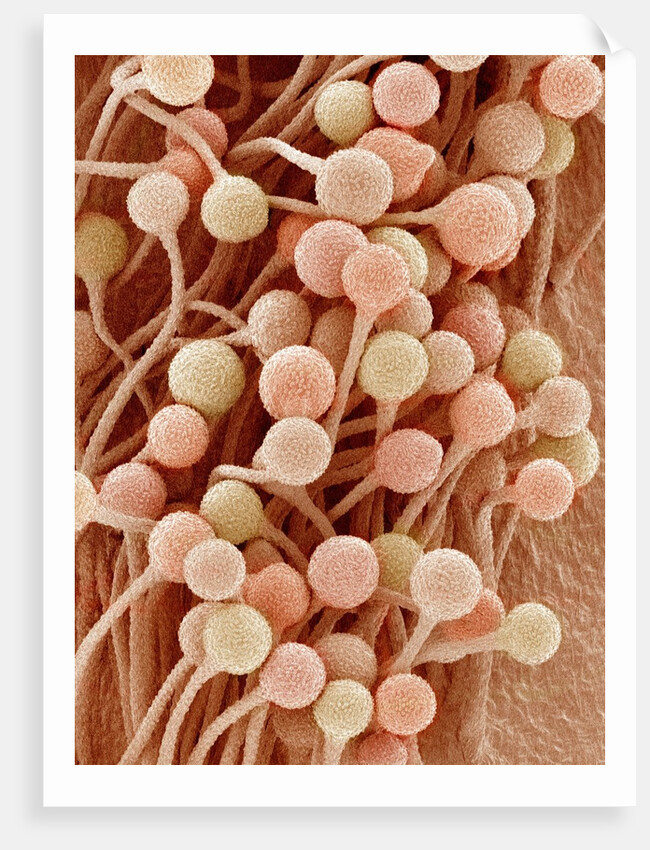 Petal of a Snapdragon by Anonymous