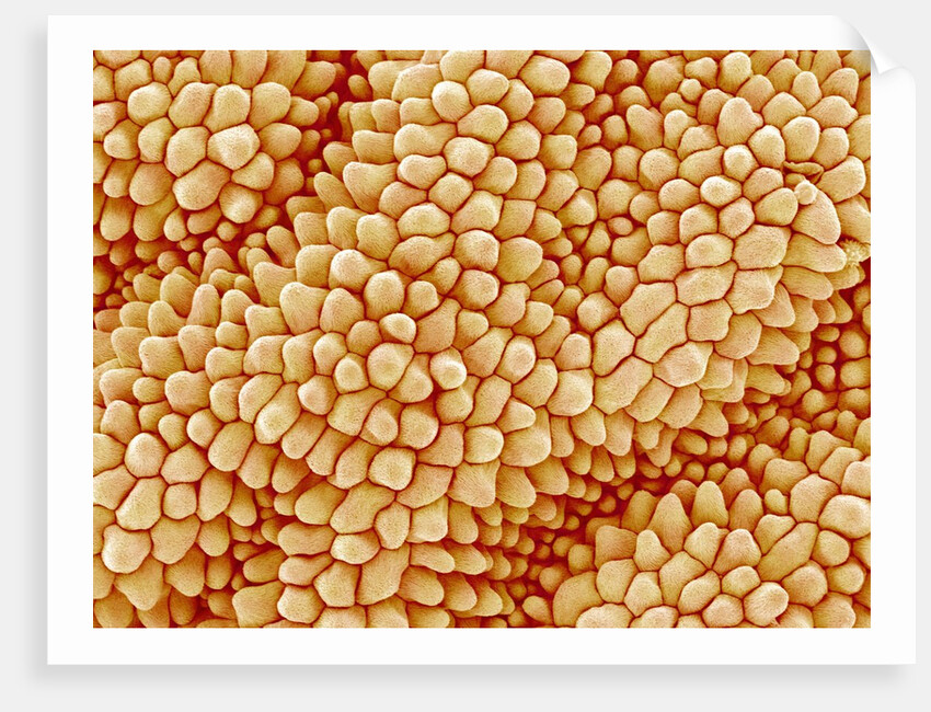 Petal of a Figwort by Anonymous