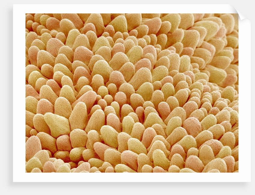 Petal of a Figwort by Anonymous