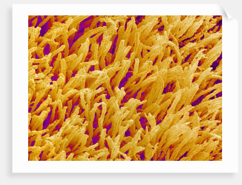 Rod and Cone Layer of Retina of Rabbit by Anonymous