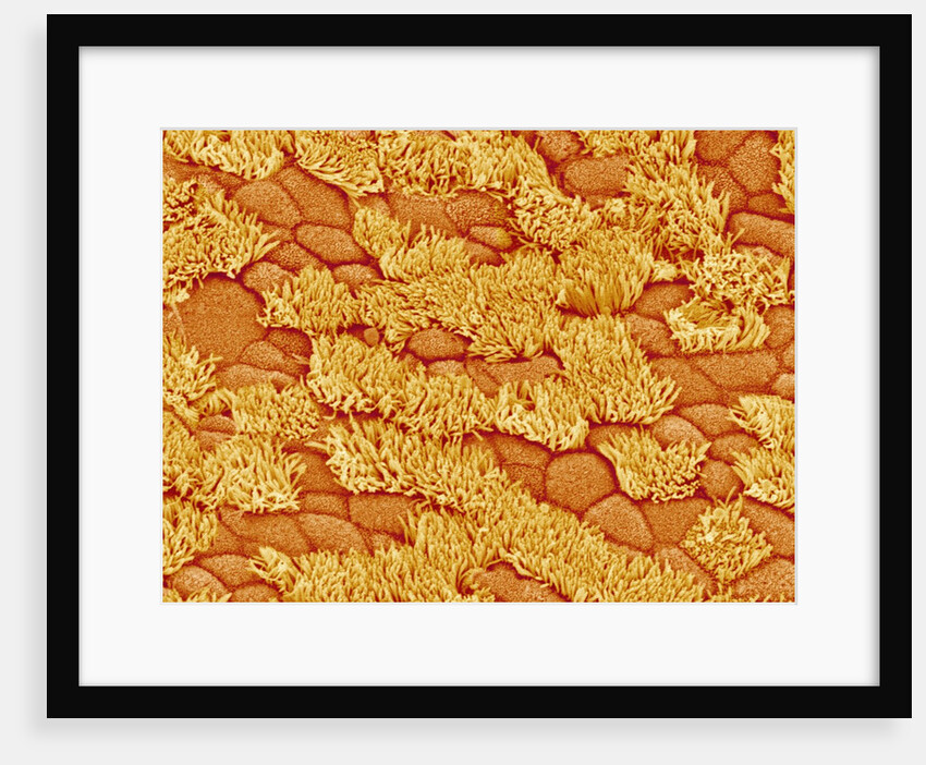 Trachea of a Rat by Anonymous