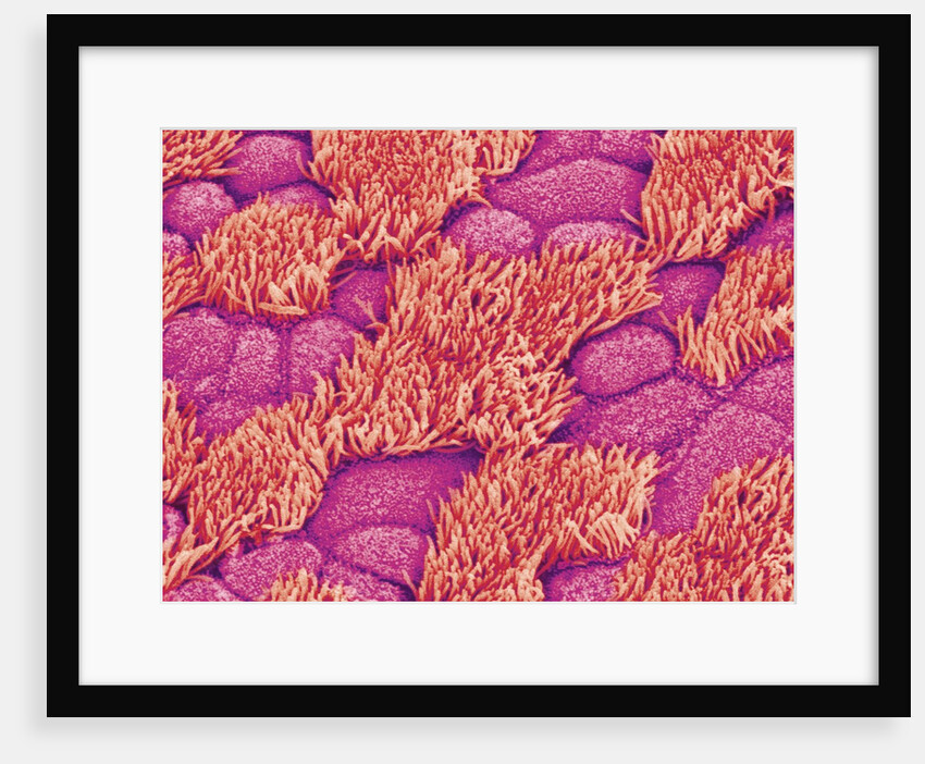 Trachea of a Rat by Anonymous