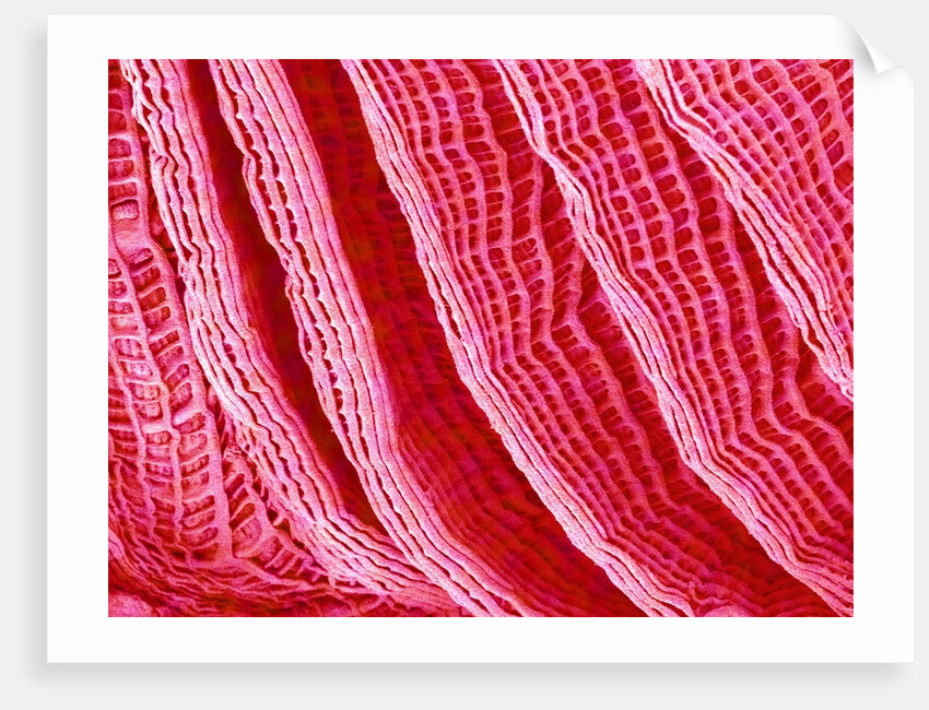Gill of Sea Squirt by Anonymous