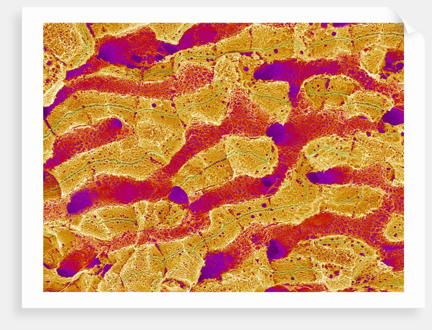 Interior of Rat Liver by Anonymous
