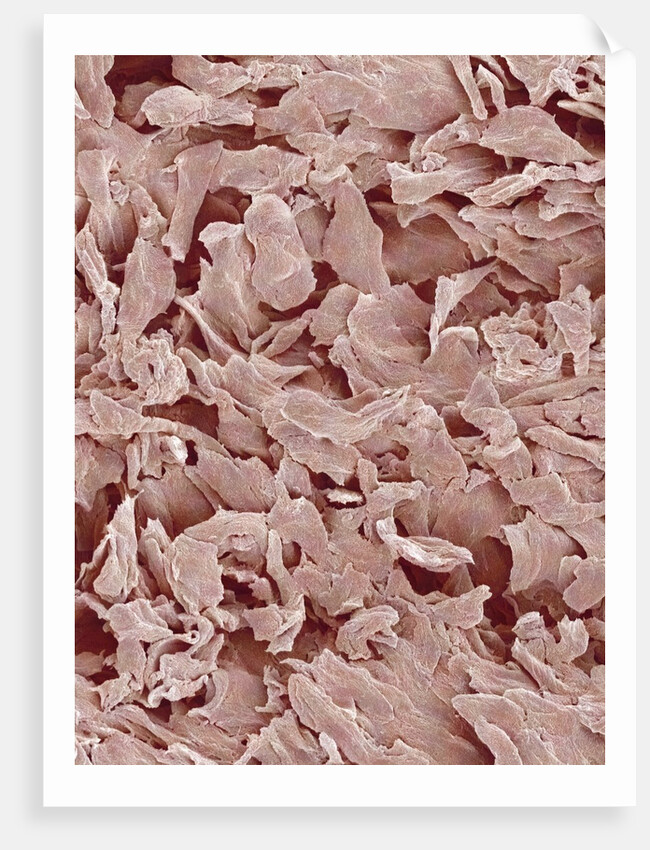 Fingernail by Anonymous