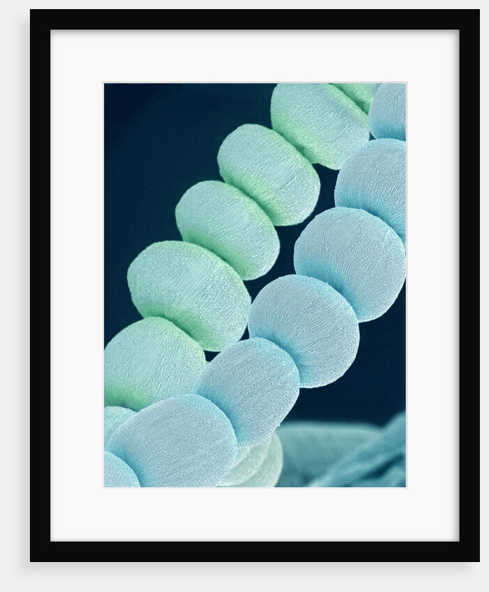 Stamen on Spider Lily by Anonymous